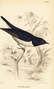 Violettglanzstar, Cinnyricinclus leucogaster (Weißbauchglanzstar, Lamprotornis leucogaster)