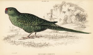 Westlicher Bodensittich, Pezoporus flaviventris