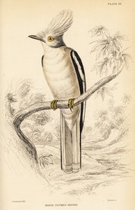 Weißkappen-Helmschnäpper, Prionops plumatus