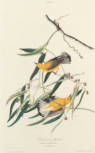 Prothonotary-Waldsänger