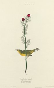 Selbys Fliegenschnäpper