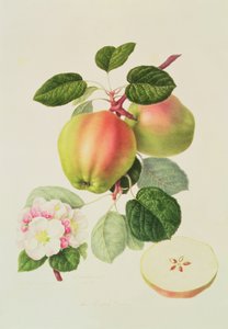 Der holländische Codlin, 1820