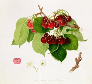 Die Mai-Duke-Kirsche, 1815