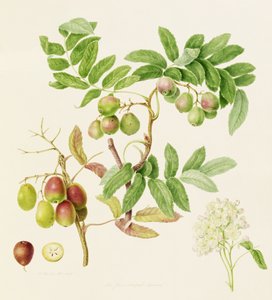 Der birnenförmige Wildapfel, 1820 von William Hooker