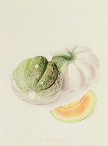 Die Romana-Melone, 1818