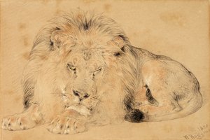 Studie eines Löwen von William Huggins
