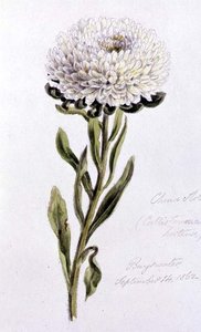 China-Aster, gemalt in Bayswater