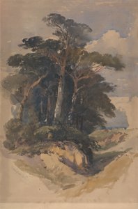 Kiefern auf Hampstead Heath