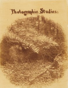 Ohne Titel, aus dem Portfolio Der Wald: Adirondack-Wälder
