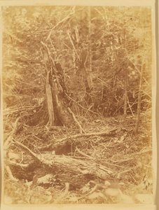 Ohne Titel, aus dem Portfolio Der Wald: Adirondack-Wälder