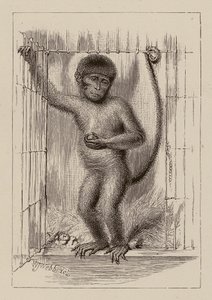 Der Neger-Affe von William James Webbe