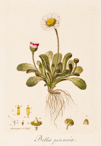 Bellis perennis, Gänseblümchen, ca. 1770-1790