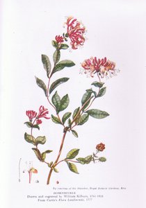 Geißblatt, Natur in Großbritannien, veröffentlicht von Collins, 1946 von William Kilburn