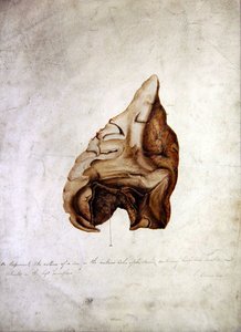 Studie des Gehirns I, ca. 1850 von William Lover