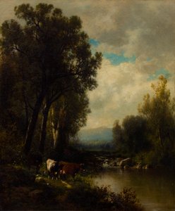 Rinder am Fluss