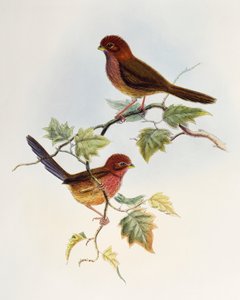 Braunflügel-Schnäpper (Paradoxornis brunneus), Lithographie aus Birds of Asia