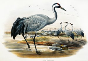 Kranich (Grus cinerea), Lithografie aus Birds of Great Britain