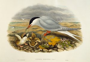 Flussseeschwalbe (Sterna hirundo), Lithographie aus Birds of Great Britain
