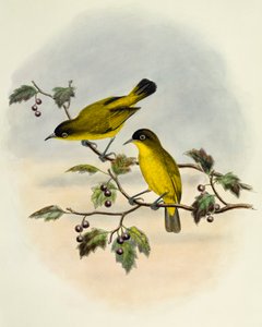Goldbauch-Brillenvogel (Zosterops uropygialis), Gravur von William Matthew Hart (1830-1908), Vereinigtes Königreich von William Matthew Hart