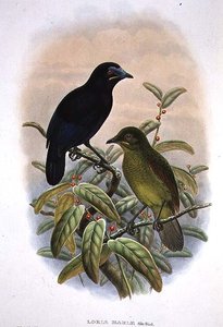 Loria Loriae, Lorias Paradiesvogel
