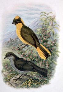 Prinodura Newtoniana, Goldener Laubenvogel (Farblithografie)