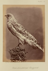 Rotschulterbussard