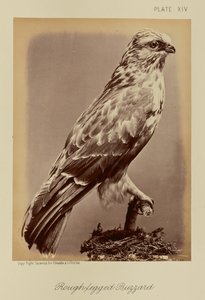 Raufußbussard