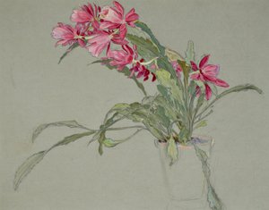 Weihnachtskaktus, ca. 1920-30