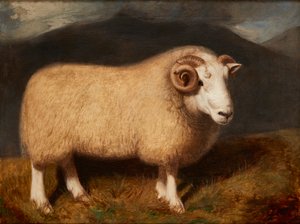 Cheviot-Widder