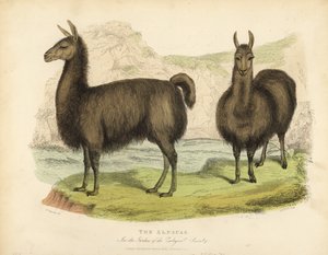 Alpaka