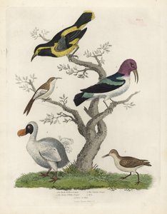 Schwarz-gelber Baumläufer, braun-weißer Baumläufer, Certhia americana, Cayenne-Baumläufer, Dacnis cayana, Dodo, Raphus cucullatus, und Alpenstrandläufer, Calidris alpina. Handkolorierte Kupferstichgravur von einem unbekannten Künstler aus William Smellie