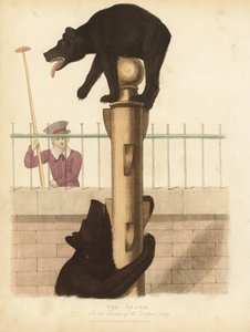 Braunbär, Ursus arctos
