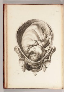 Gravur eines Kindes im Mutterleib aus Ein Satz anatomischer Tafeln mit Erklärungen und einer Zusammenfassung der Praxis der Geburtshilfe, 1754 von William Smellie