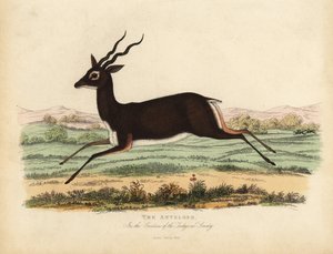 Indische Antilope oder Schwarzbock, Antilope cervicapra