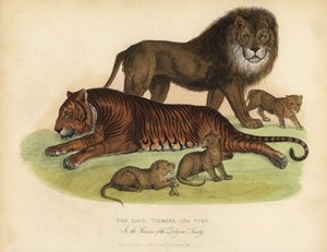 Löwe, Tigerin und Junge