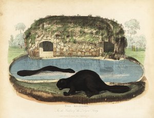 Nordamerikanischer Biber, Castor canadensis von William Smellie