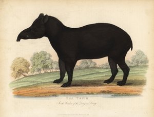 Südamerikanischer Tapir, Tapirus terrestris, gefährdet von William Smellie
