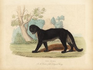 Puma von William Smellie