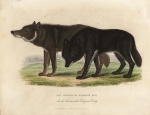 Wölfe der Hudson Bay, Canis lupus