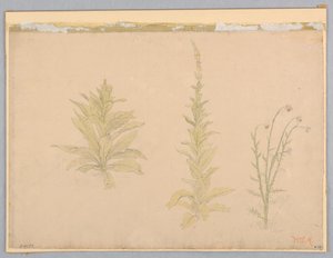 Studie von Königskerzenpflanzen von William Stanley Haseltine