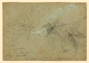 Studie von Laub