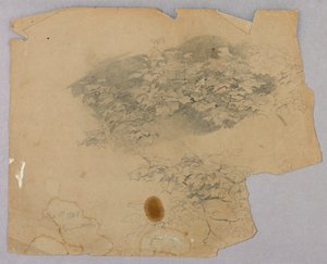 Studie von Laub