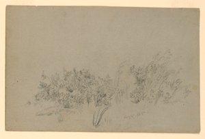 Studie von Laub