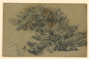 Studie von Laub