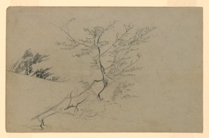 Studie von Laub