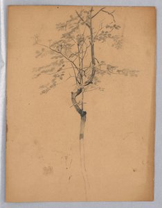 Studie von Laubwerk