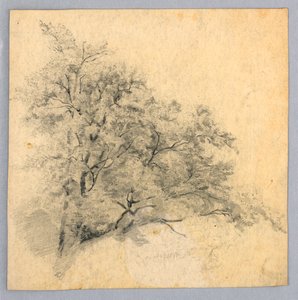 Studie von Laub