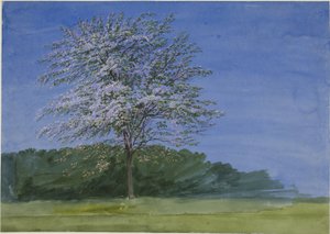 Studie eines blühenden Baumes von Joseph Mallord William Turner