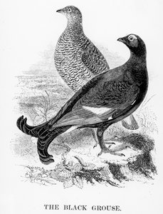 Das Birkhuhn (Illustration aus 