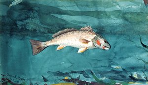Kanalbarsch von Winslow Homer